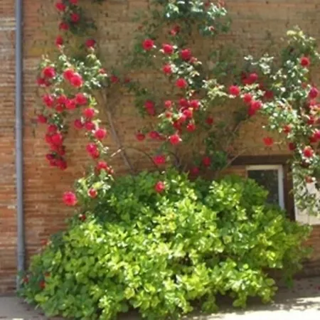 فندق مبيت وإفطار Le Platane 3*