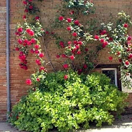 Le Platane Bed and Breakfast Lafrançaise