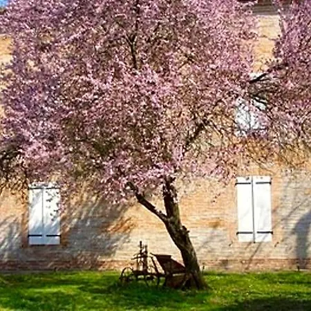 Le Platane Lafrançaise
